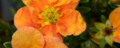 POTENTILLA fruticosa ORANG'ISSIMA (R) 'Minora06' cov 01