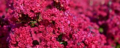 LAGERSTROEMIA indica BRAISE D'ETE (R) 'Indybra' cov 01