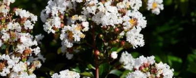 LAGERSTROEMIA indica NEIGE D'ETE (R) 01