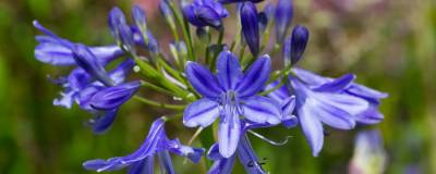 AGAPANTHUS 'LAPIS LAZULI' 01