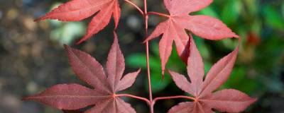 ACER palmatum 'BLOODGOOD' 01