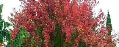 ACER x freemanii 'CELEBRATION' 01