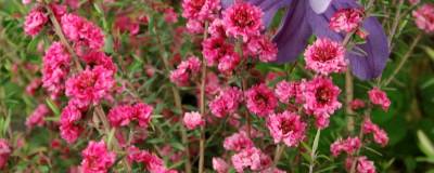 LEPTOSPERMUM scoparium 'RED DAMASK' 01