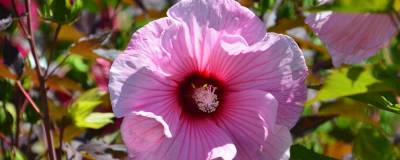 HIBISCUS moscheutos PLANET (R) SOLENE 'Tansol' cov 01