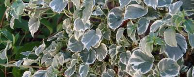 HYDRANGEA petiolaris 'Silver Lining' cov 01