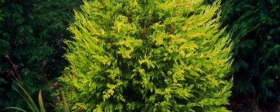 CUPRESSOCYPARIS leylandii 'PYRAMIDALIS AUREA' 01