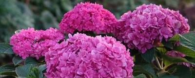 HYDRANGEA macrophylla STELLAR (R) ROSE 'Kamosere Gokigenyo' cov 01