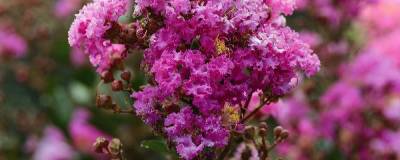 LAGERSTROEMIA ENDURING (R) LAVENDER 'Piilag B4' 01