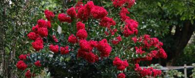 LAGERSTROEMIA ENDURING (R) RED 'Piilag B5' cov 01