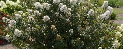 LAGERSTROEMIA ENDURING (R) WHITE 'Piilag B1' cov 01