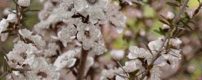 LEPTOSPERMUM scoparium 'SNOW FLURRY' 01