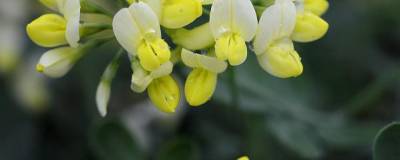 CORONILLA valentina ssp. glauca 'Citrina' 01