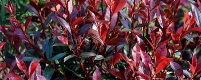 PHOTINIA x fraseri CARRE ROUGE 01