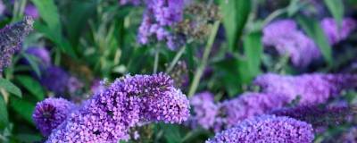 BUDDLEJA davidii REVE DE PAPILLON (R) LAVENDER 'Bosjerry' 01