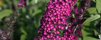 BUDDLEJA davidii REVE DE PAPILLON (R) RED 'Boscranz' cov 01