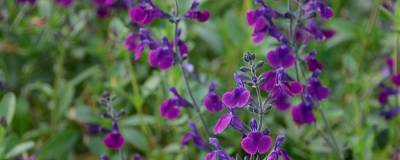 SALVIA x jamensis VIOLETTE DE LOIRE (R) 'Barsal' cov 01