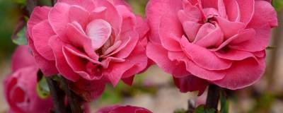 CHAENOMELES speciosa PW (R) 'Pink Storm' cov 01