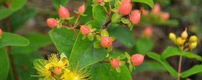 HYPERICUM x inodorum MAGICAL (R) PUMPKIN 'Kolmapuki' cov 01