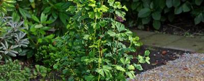 GINKGO biloba 'Menhir' cov 01