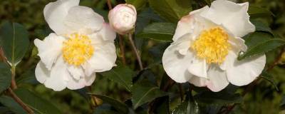 CAMELLIA sasanqua 'HINODE-GUMO' 01