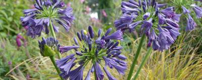 AGAPANTHUS 'PURPLE DELIGHT' 01