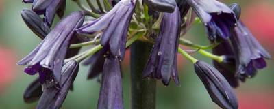 AGAPANTHUS 'BLACK MAGIC' 01