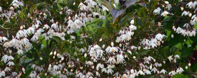 STYRAX japonicus 'Evening Light' cov 01