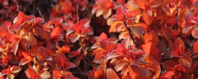 SPIRAEA japonica ZEN'SPIRIT (R) CARAMEL 'Minspiz02' cov 01