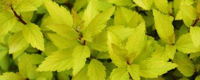 SPIRAEA japonica ZEN'SPIRIT (R) GOLD 'Minspiz07' cov 01