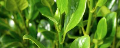 GRISELINIA littoralis GREEN HORIZON (R) 'Whenuapai' cov 01