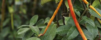 TRACHELOSPERMUM asiaticum CHILI & VANILLA (R) 'Livano' 01