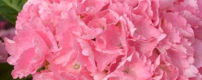 HYDRANGEA macrophylla BIG DATA (R) PINK 'Tkhydpin12' cov 01