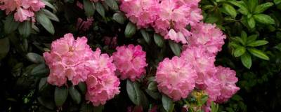 RHODODENDRON yakushimanum 'ARABELLA' 01