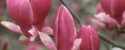 MAGNOLIA x soulangeana 'RUSTICA RUBRA' 01