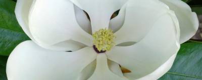 MAGNOLIA grandiflora 'FRANCOIS TREYVE' 01