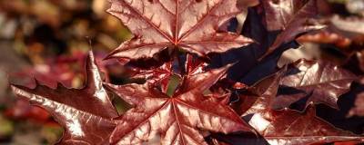 ACER platanoides 'CRIMSON SENTRY' 01