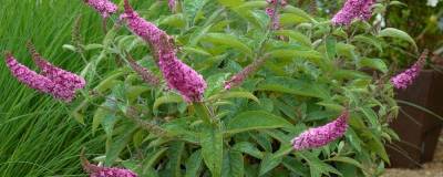 BUDDLEJA x PW (R) PINK MICRO CHIP (R) 'NC20102' cov 01