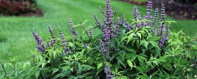 VITEX agnus-castus PW (R) BLUE DIDDLEY Smvacbd' cov 01