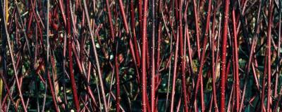 CORNUS alba 'KESSELRINGII' 01