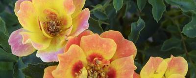 ROSIER  FLAME BABYLON EYES (R) 'IPB027710' cov 01