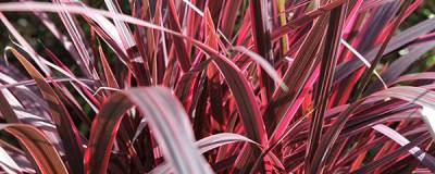 CORDYLINE banksii ELECTRIC PINK (R) 'Sprilecpink'  01