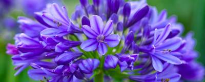 AGAPANTHUS BRILLIANT BLUE (R) 'Aga04051' cov 01