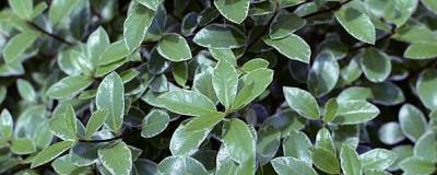 PITTOSPORUM tenuifolium 'Silver Ball' 01