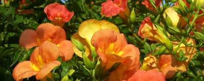 CAMPSIS grandiflora 01