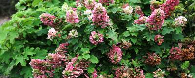 HYDRANGEA quercifolia 'Ruby Slippers' 01