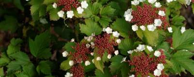 VIBURNUM sargentii 'ONONDAGA' 01