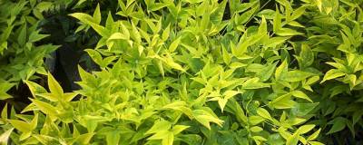 NANDINA domestica MAGICAL (R) LEMON-LIME 'Lemlim' cov 01