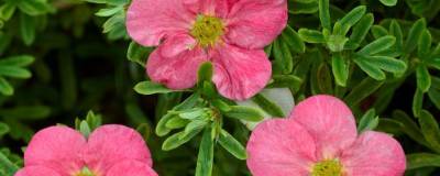 POTENTILLA fruticosa BELLISSIMA (R) 'Hachliss' cov 01