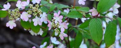 VIBURNUM plicatum f.tomentosum KILIMANDJARO (R) SUNRISE 'Jww-5' cov 01