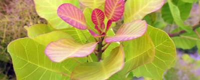 COTINUS coggygria LEMON LADY (R) 'Mincolem04' cov 01